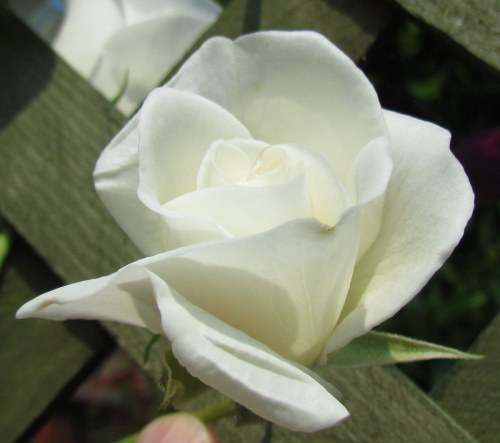 White Rose (WP)