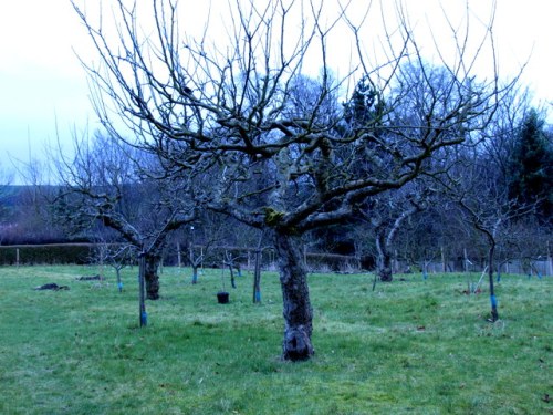 Apple Orchard(WP)